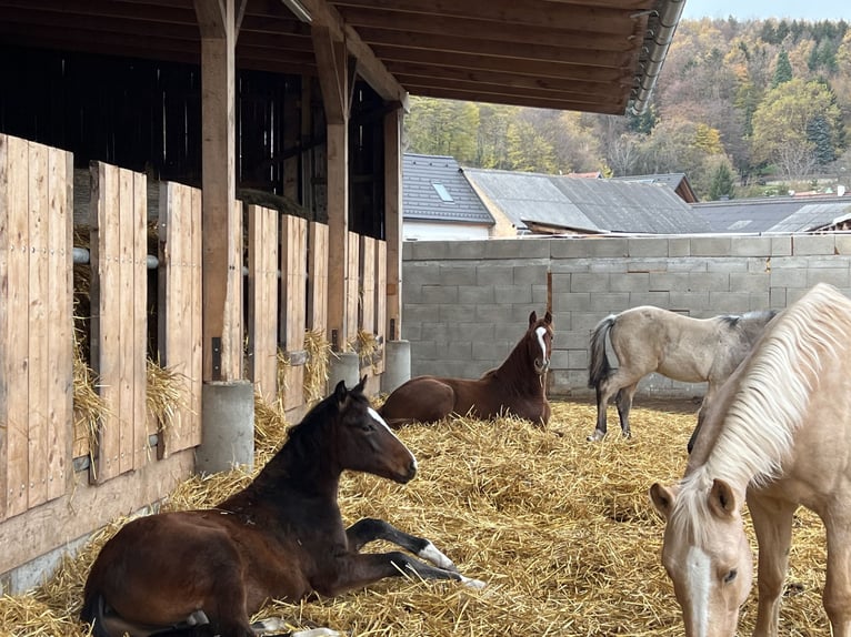 Deutsches Reitpony Hengst  Brauner in Pitten