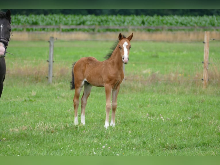 Deutsches Reitpony Hengst  Brauner in Rhede