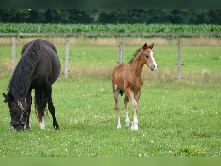 Deutsches Reitpony Hengst  Brauner in Rhede