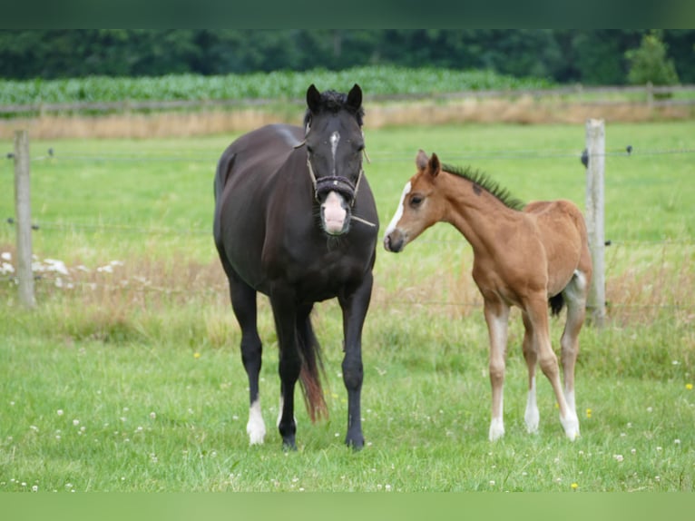 Deutsches Reitpony Hengst  Brauner in Rhede