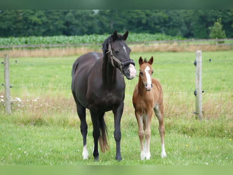 Deutsches Reitpony Hengst  Brauner in Rhede