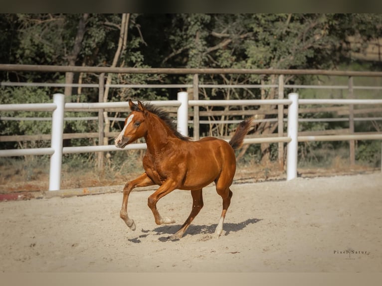 Deutsches Reitpony Hengst  Brauner in Rittersheim