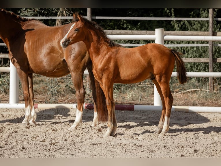 Deutsches Reitpony Hengst  Brauner in Rittersheim