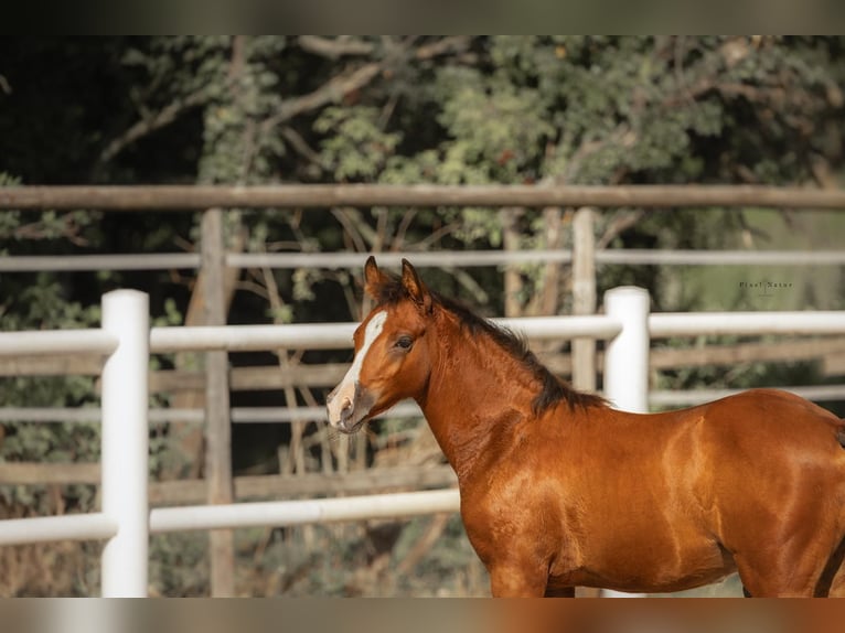 Deutsches Reitpony Hengst  Brauner in Rittersheim