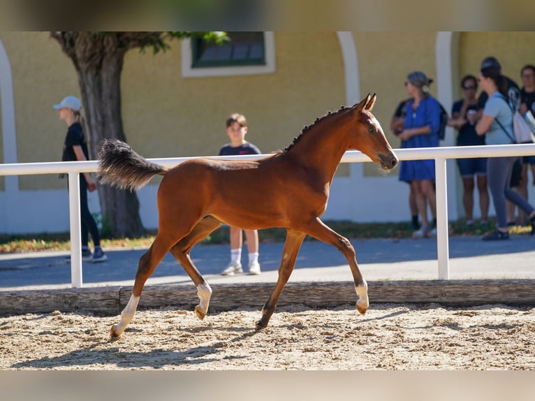 Deutsches Reitpony Hengst Fohlen (05/2026) Brauner in Trumau