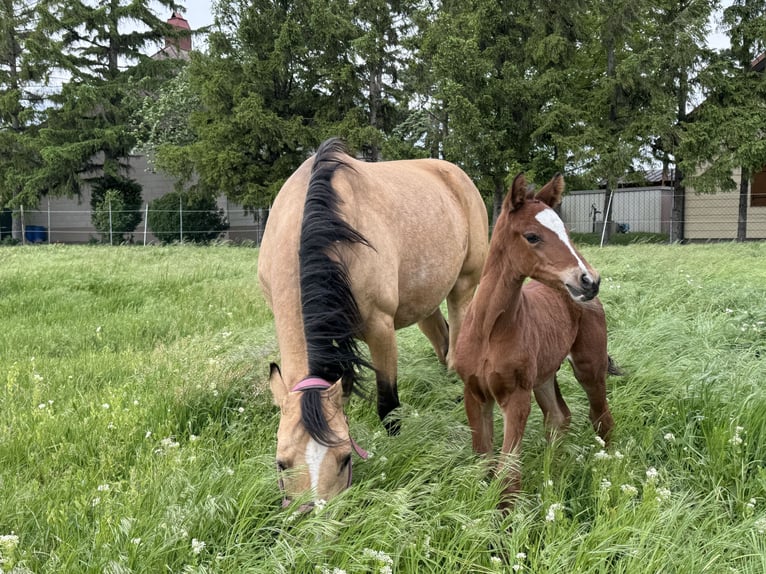 Deutsches Reitpony Hengst Fohlen (05/2026) Brauner in Trumau