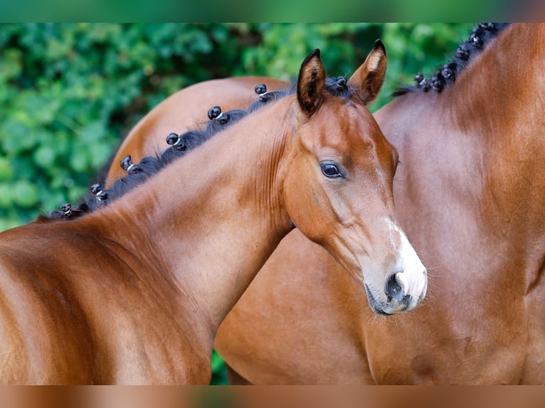 Deutsches Reitpony Hengst Fohlen (02/2025) Brauner in Twistringen