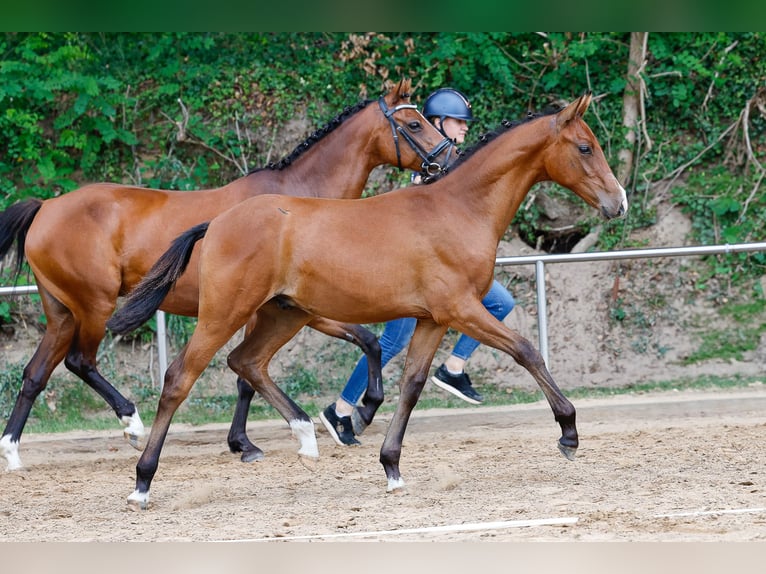 Deutsches Reitpony Hengst Fohlen (02/2025) Brauner in Twistringen