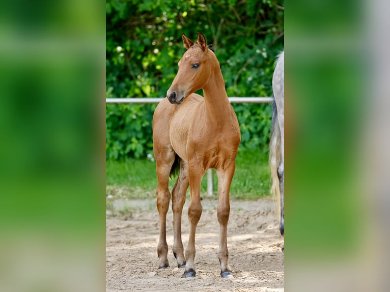 Deutsches Reitpony Hengst Fohlen (04/2026) Brauner in Uplengen