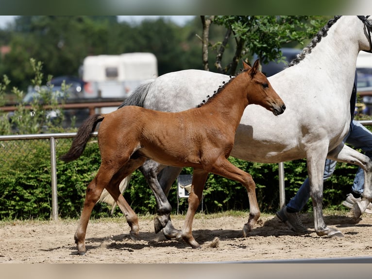 Deutsches Reitpony Hengst Fohlen (04/2026) Brauner in Uplengen