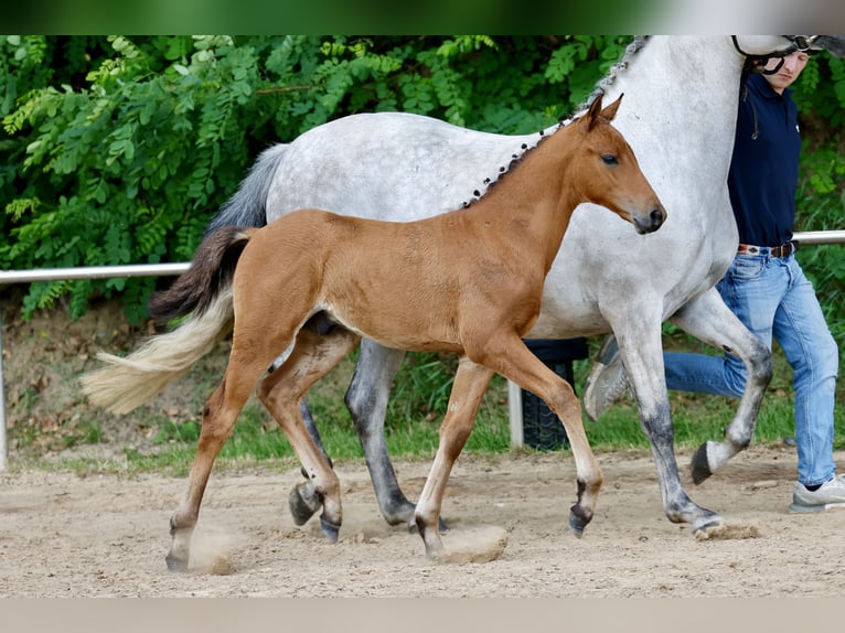 Deutsches Reitpony Hengst Fohlen (04/2026) Brauner in Uplengen