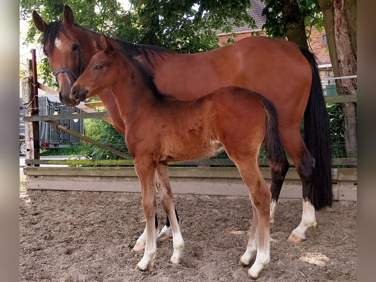 Deutsches Reitpony Hengst Fohlen (04/2024) Brauner in Büren