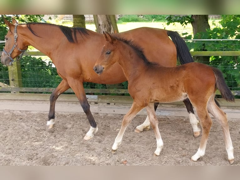 Deutsches Reitpony Hengst Fohlen (04/2024) Brauner in Büren