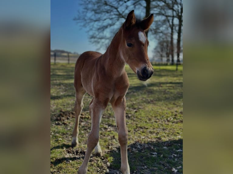 Deutsches Reitpony Hengst Fohlen (03/2025) Brauner in Drebber