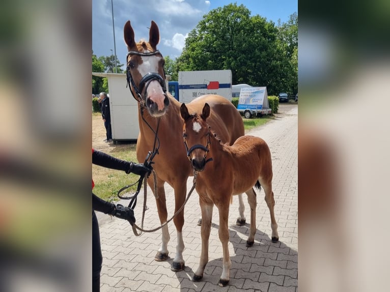 Deutsches Reitpony Hengst Fohlen (03/2025) Brauner in Drebber