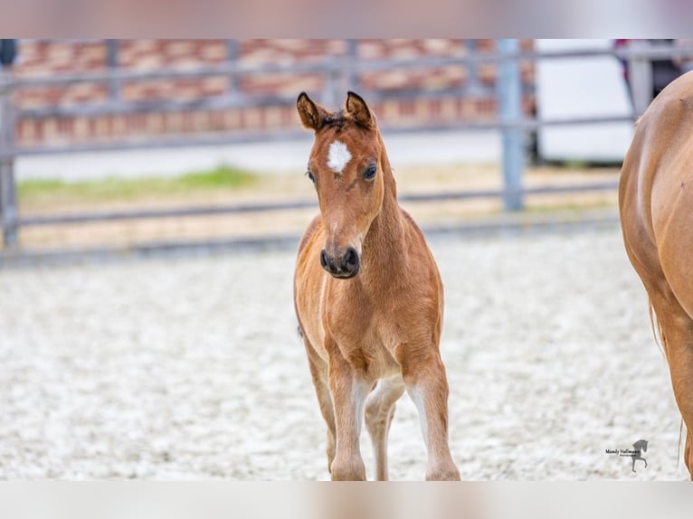 Deutsches Reitpony Hengst Fohlen (03/2025) Brauner in Drebber