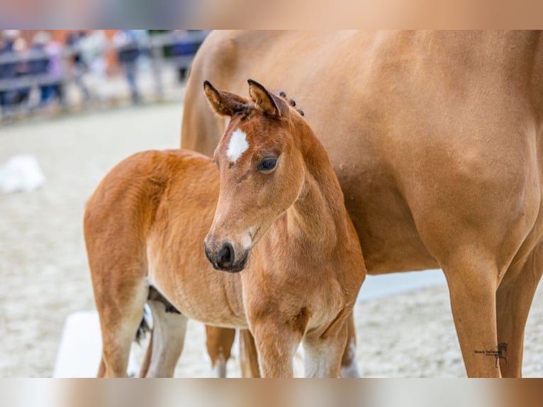 Deutsches Reitpony Hengst Fohlen (03/2025) Brauner in Drebber