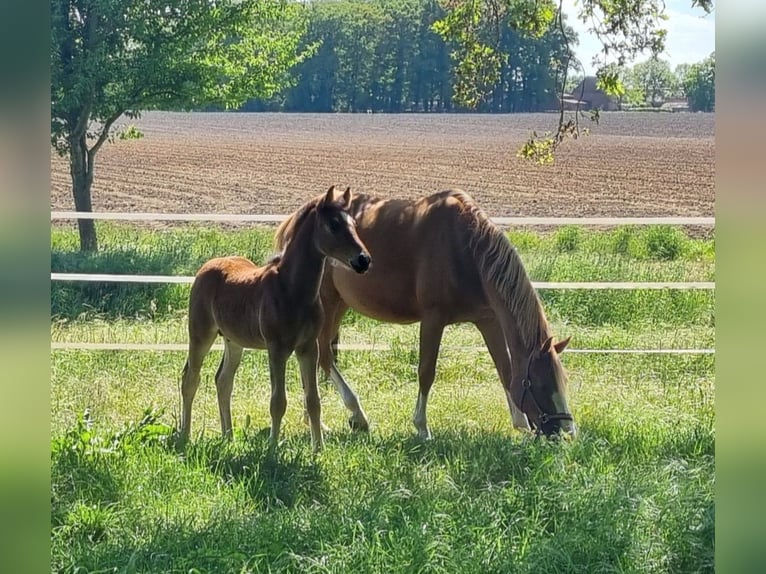 Deutsches Reitpony Hengst Fohlen (03/2025) Brauner in Drebber