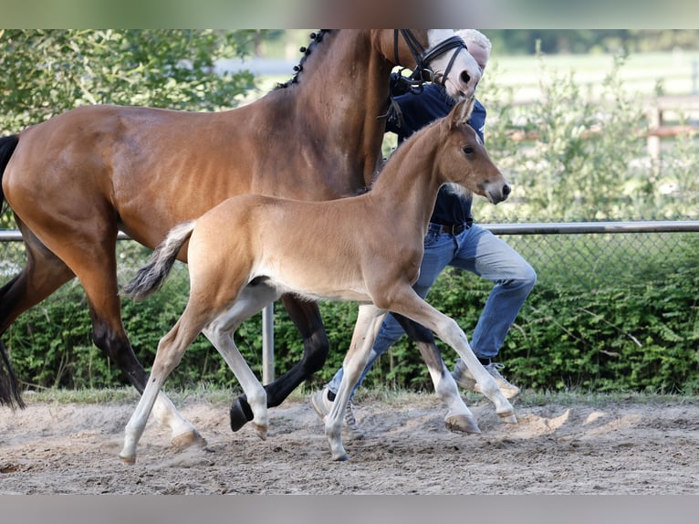 Deutsches Reitpony Hengst Fohlen (04/2026) Brauner in Weener