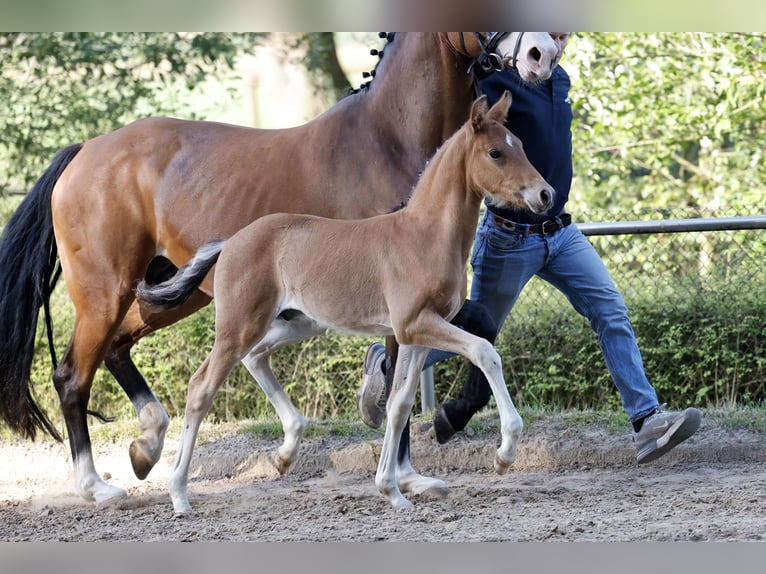 Deutsches Reitpony Hengst Fohlen (04/2026) Brauner in Weener