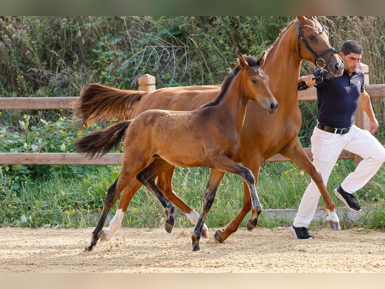 Deutsches Reitpony Hengst Fohlen (03/2025) Brauner in Wegeleben