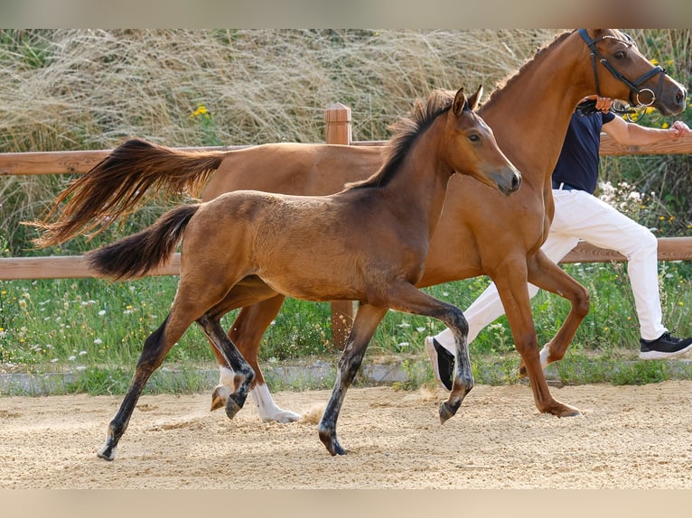 Deutsches Reitpony Hengst Fohlen (03/2025) Brauner in Wegeleben