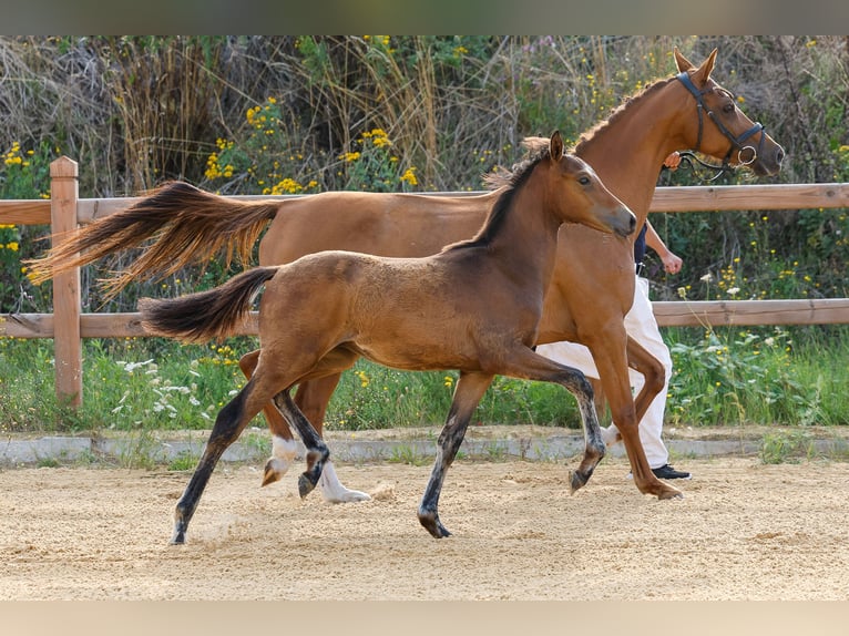 Deutsches Reitpony Hengst Fohlen (03/2025) Brauner in Wegeleben