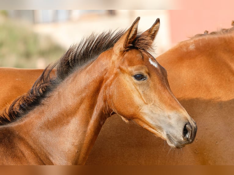 Deutsches Reitpony Hengst Fohlen (03/2025) Brauner in Wegeleben