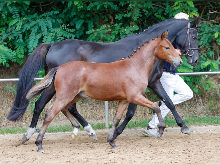 Deutsches Reitpony Hengst Fohlen (04/2024) Brauner in Westerwalsedr