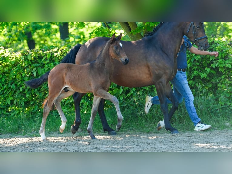 Deutsches Reitpony Hengst  Brauner in M&#xF6;nchengladbach