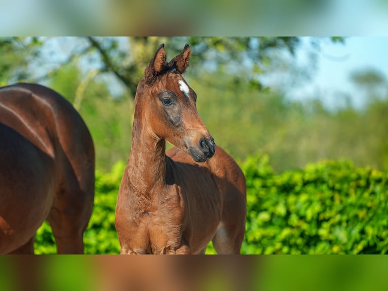 Deutsches Reitpony Hengst  Brauner in M&#xF6;nchengladbach
