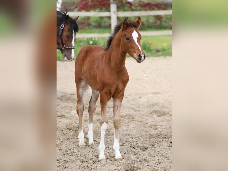 Deutsches Reitpony Hengst Fohlen (02/2026) Brauner in Neuenkirchen-Vörden