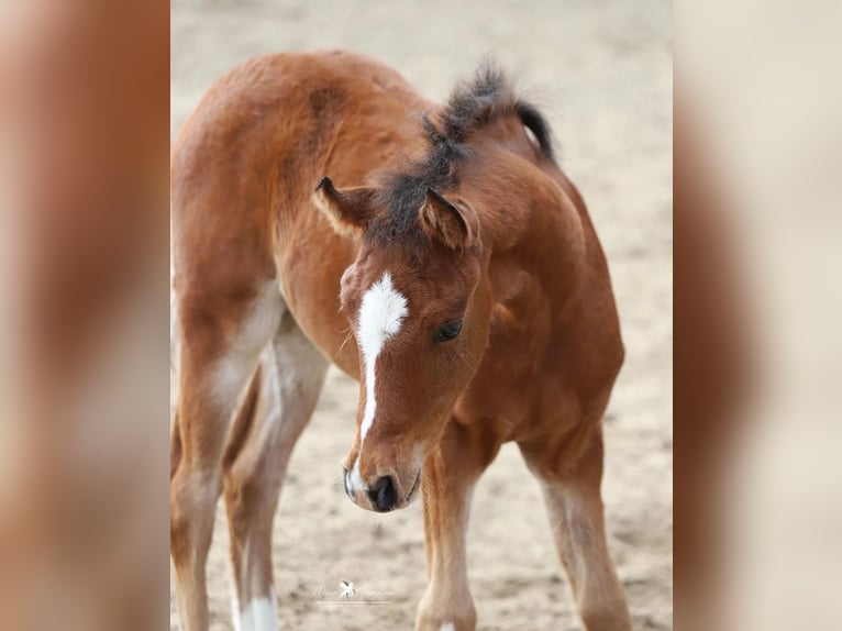 Deutsches Reitpony Hengst Fohlen (02/2026) Brauner in Neuenkirchen-Vörden