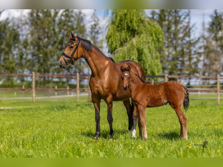 Deutsches Reitpony Hengst  Brauner in Bad Zwischenahn