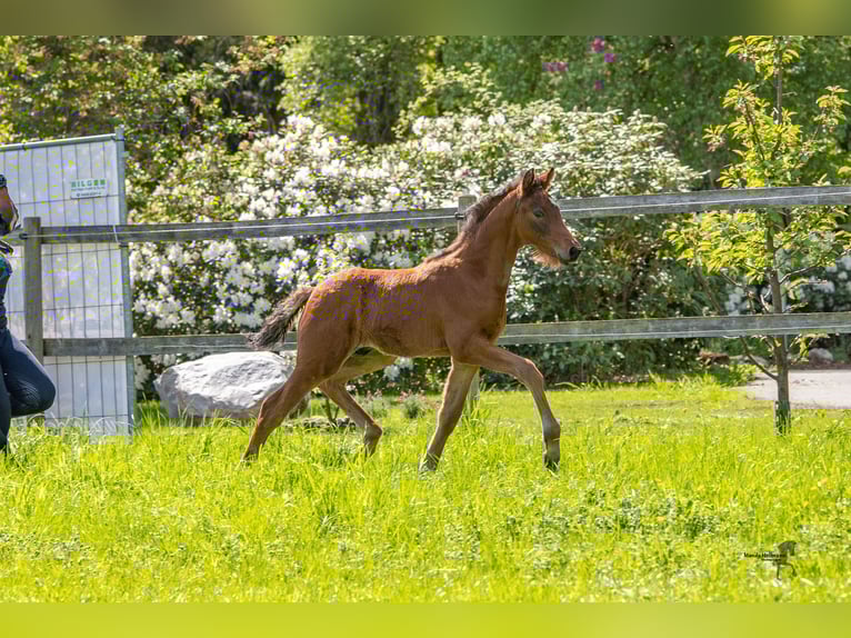 Deutsches Reitpony Hengst  Brauner in Bad Zwischenahn