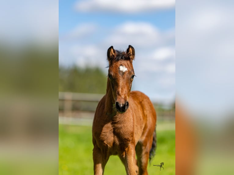 Deutsches Reitpony Hengst  Brauner in Bad Zwischenahn