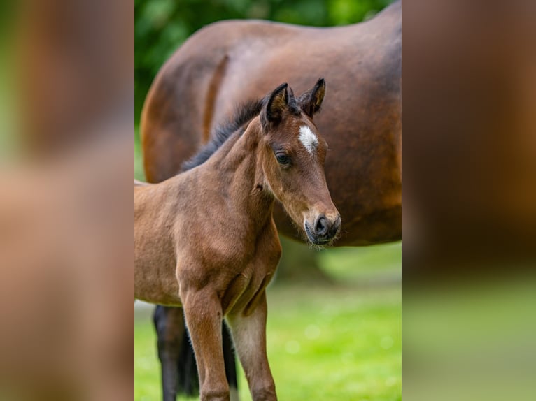 Deutsches Reitpony Hengst  Brauner in G&#xF6;denstorf