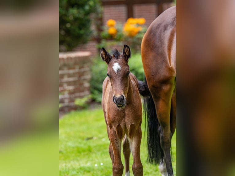Deutsches Reitpony Hengst  Brauner in G&#xF6;denstorf