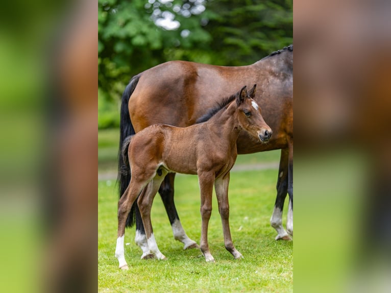 Deutsches Reitpony Hengst  Brauner in G&#xF6;denstorf