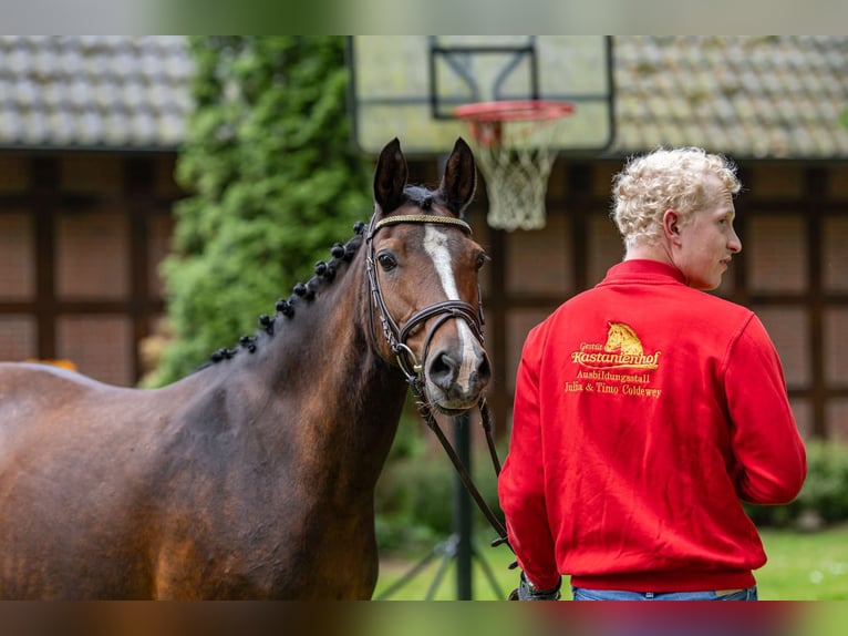 Deutsches Reitpony Hengst  Brauner in G&#xF6;denstorf