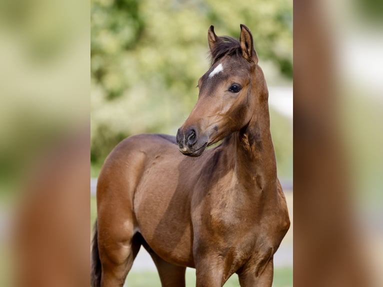 Deutsches Reitpony Hengst Fohlen (06/2026) Brauner in Brilon