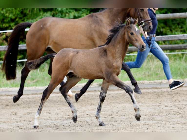 Deutsches Reitpony Hengst Fohlen (06/2026) Brauner in Brilon