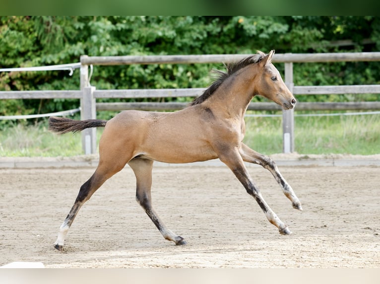 Deutsches Reitpony Hengst Fohlen (06/2026) Brauner in Brilon