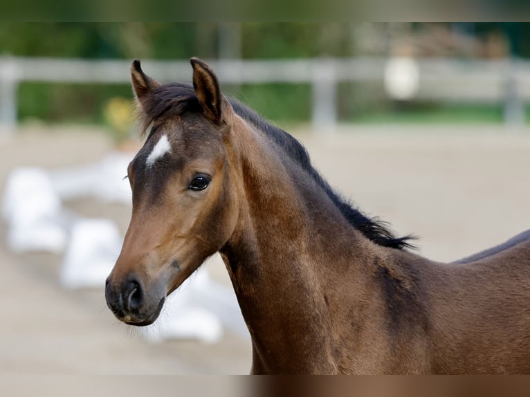Deutsches Reitpony Hengst Fohlen (06/2026) Brauner in Brilon