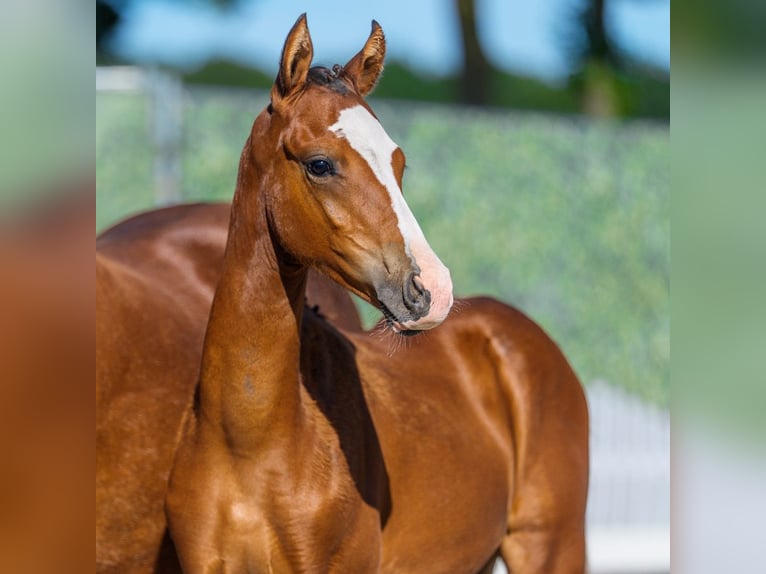 Deutsches Reitpony Hengst Fohlen (04/2026) Brauner in Mnster-Handorf