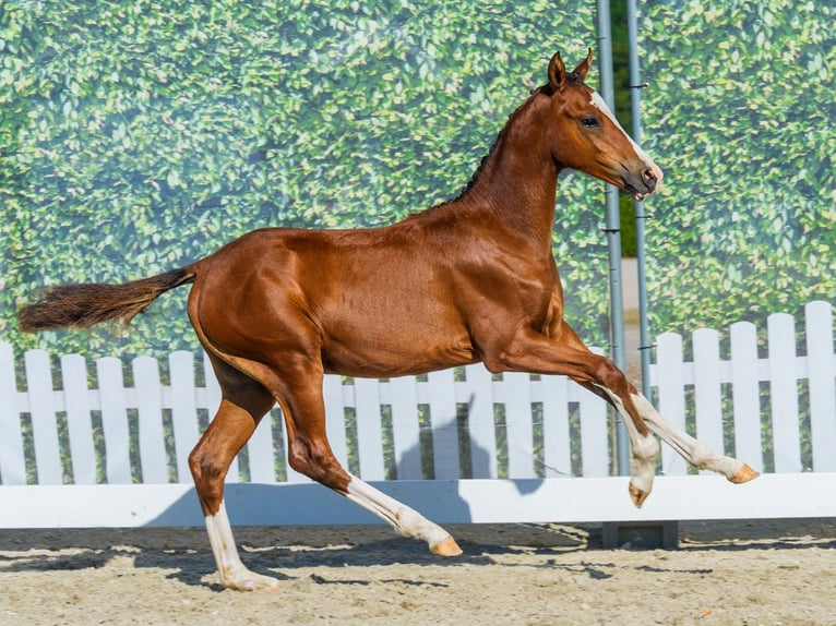 Deutsches Reitpony Hengst Fohlen (04/2026) Brauner in Mnster-Handorf