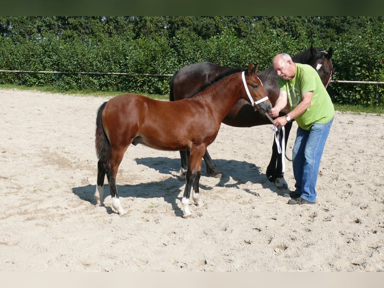 Deutsches Reitpony Hengst  Brauner in Geldern