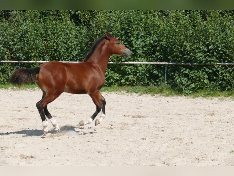 Deutsches Reitpony Hengst  Brauner in Geldern