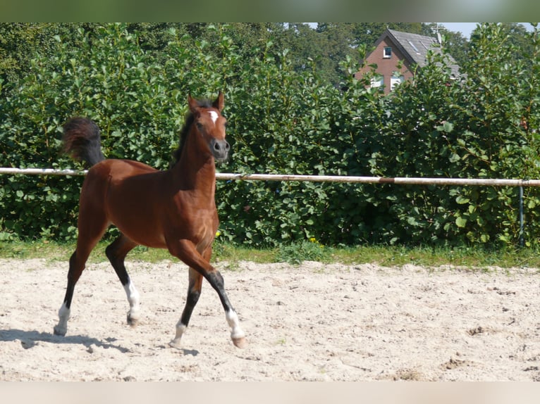 Deutsches Reitpony Hengst  Brauner in Geldern