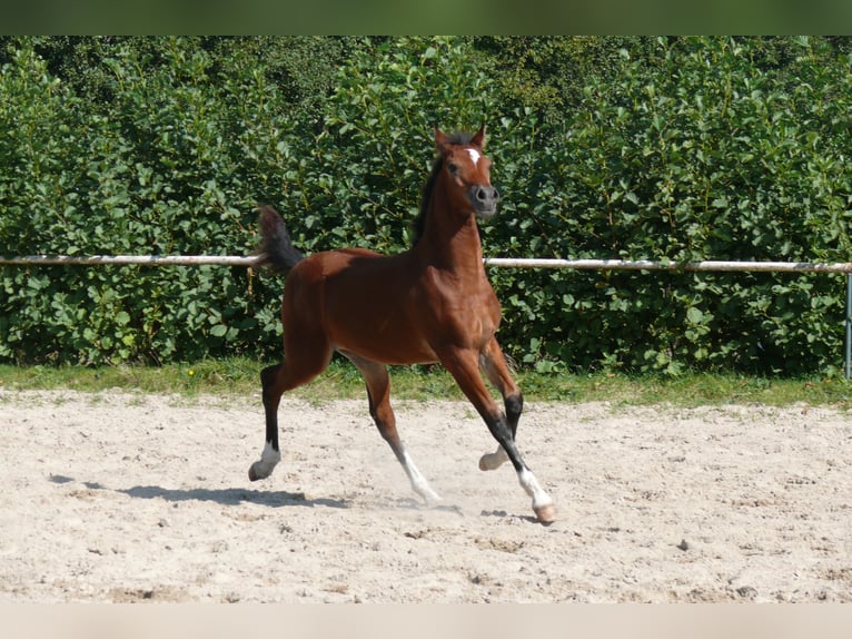 Deutsches Reitpony Hengst  Brauner in Geldern